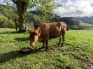 Kühe 2021_1